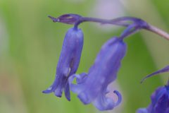 Blue Bells - Nationalblümchen Irlands